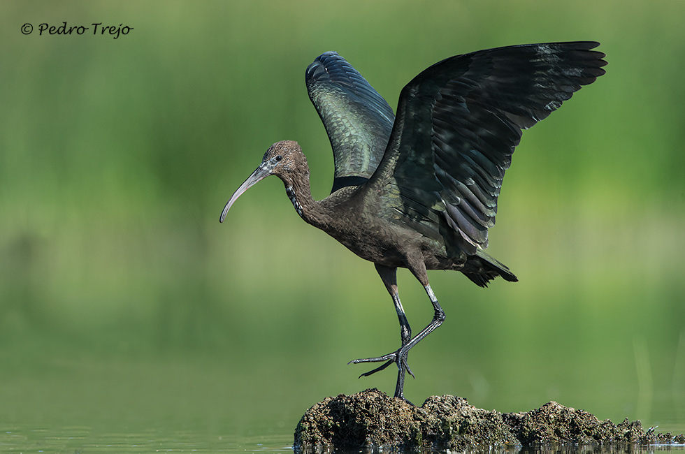 Morito (Plegadis falcinellus)